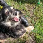 Заплутався в сітці від дронів: у прифронтовій Жовтій Кручі на Запоріжжі військові двічі рятували собаку