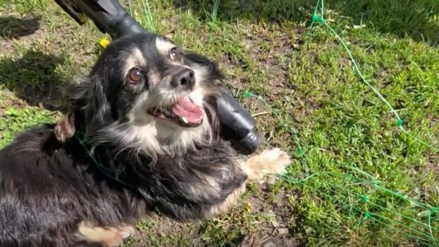 Заплутався в сітці від дронів: у прифронтовій Жовтій Кручі на Запоріжжі військові двічі рятували собаку